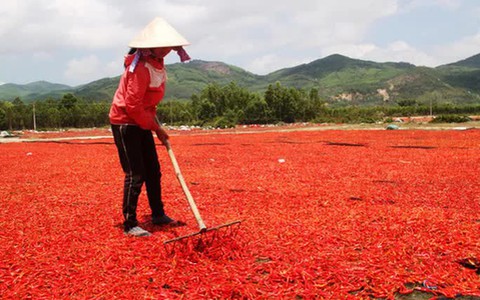 Ớt rớt giá 50 lần, bán 1kg không mua nổi gói mì tôm