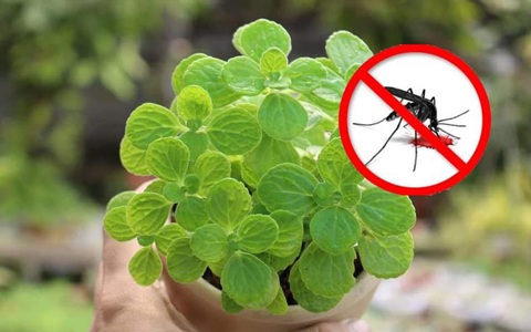 Với vài chục nghìn trong tay, cứ chọn mua 7 loại cây cảnh này đảm bảo muỗi sợ hãi tránh xa nhà bạn