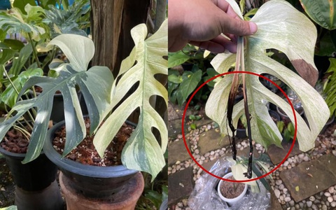 Sốc: Mua cây Trầu bà "đột biến" giá gần 300 triệu được 3 tháng thì chết khô, dân mạng bàng hoàng "người lắm tiền thú vui cũng thật mạo hiểm"