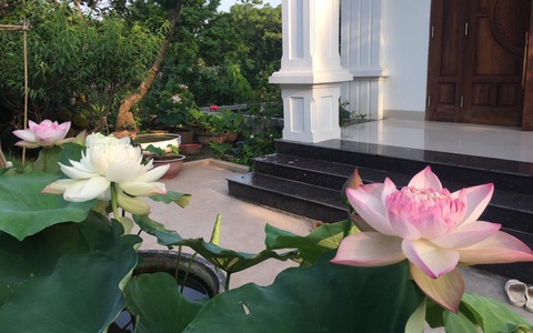 Vườn hoa sen và hoa súng tỏa hương sắc rực rỡ giữa những ngày nắng nóng ở Hà Nam