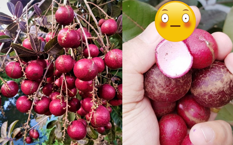 Cô gái khoe cây nhãn tím lịm hiếm có chỉ cao nửa mét nhưng sai trĩu quả, bóc vỏ tại chỗ xong khiến dân tình đòi bỏ vài trăm nghìn tìm mua