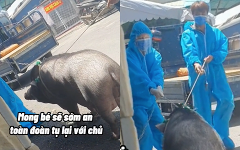 Xôn xao hình ảnh chú heo rừng nặng 200kg ở Gò Vấp "đi lùi như van xin" khi bị bế đi cách ly vì chủ là F0, dân mạng mủi lòng gửi lời chúc bình an