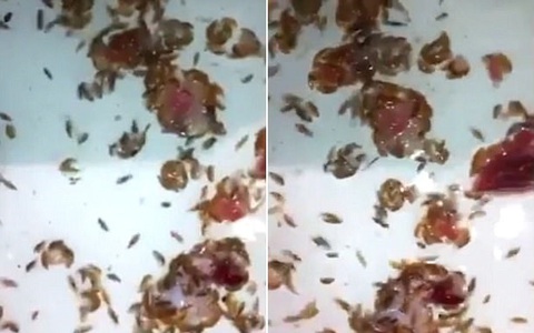 Vừa bước xuống biển, cậu bé phát hiện chân chảy máu ròng ròng, bác sĩ đang bối rối thì người cha đã tìm ra sự thật kinh hãi 