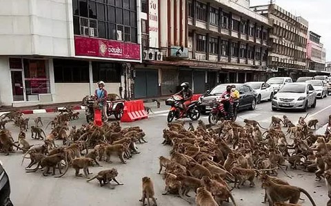 Thái Lan: Tài xế sốc trước hàng trăm con khỉ ẩu đả giữa đường