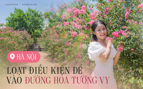 Đường hoa Tường Vy đẹp nhất H&#224; Nội vừa mở lại đ&#227; g&#226;y sốt, nhưng muốn v&#224;o phải lưu &#253; những điều kiện đặc biệt chỉ năm nay mới c&#243;!