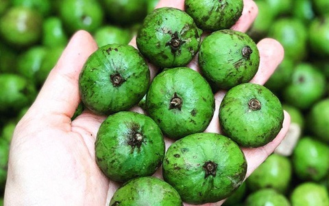 Sấu đông lạnh bán giá 300.000 đồng/kg