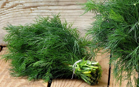 5 loại cây dễ trồng vừa làm thuốc vừa để ăn, chị em mua đảm bảo đáng tiền
