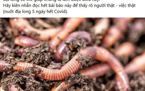 Bộ Y tế cảnh báo việc dùng giun đất chữa trị COVID-19: Chưa cấp phép và không có căn cứ khoa học