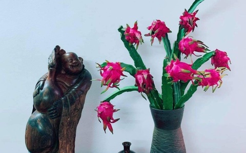 Vài trăm ngàn mỗi set cành quả thanh long ruột đỏ lạ mắt, chị em mua về ngắm mùa dịch