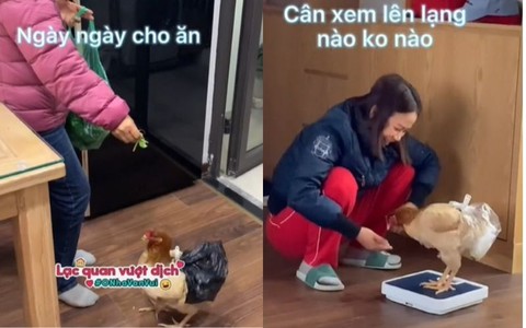 Cô gái kể chuyện mẹ ở nhà nuôi gà như nuôi thú cưng khiến cộng đồng mạng cười nghiêng ngả