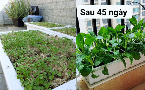 Mẹ Bắc Giang chỉ cách trồng và chăm sóc cải ngồng để lên cực tốt lại còn đậm vị 