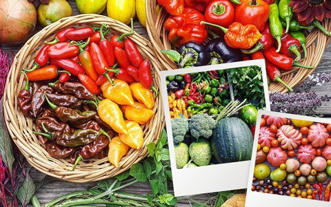 Khu vườn đầy ắp rau củ của cô gái từ bỏ công việc văn phòng để về quê sống và làm vườn