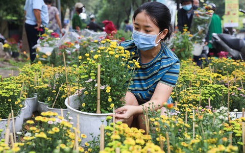 Lưu ý 6 KHÔNG khi mua hoa Tết cần phải chú ý để chọn được hoa vừa rẻ đẹp lại lâu tàn