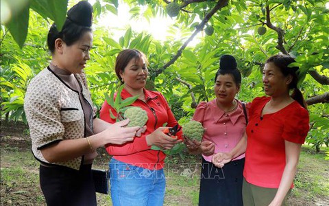 Nữ tỷ phú trên mảnh đất Cò Nòi