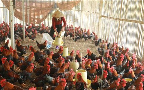 Cúm A(H5) lây sang người nguy hiểm như thế nào?