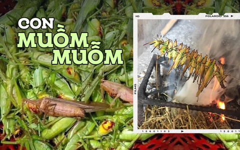 Đặc sản đồng ruộng chỉ xuất hiện khi mùa lúa chín, giá gần 300 nghìn/kg mà ai cũng thích mua