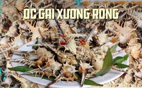 Loại ốc nổi tiếng của Phú Quốc có giá 270.000 đồng/kg
