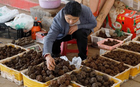 Một ngày ở chợ nấm Côn Minh - nơi bán 'thức quà của đất' đắt đỏ bậc nhất thế giới