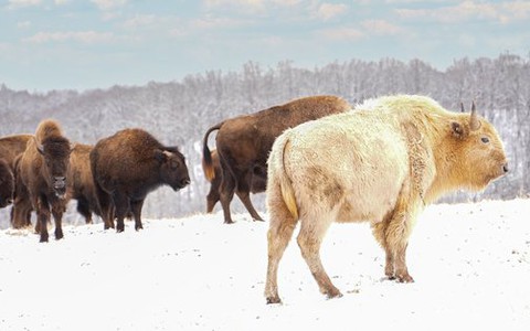 Vì sao bò rừng trắng được coi là biểu tượng thiêng liêng của bộ tộc Lakota?