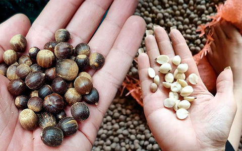 Hạt dẻ thóc vào mùa giá 60 nghìn đồng/kg, hương vị núi rừng thơm ngon hút các vị khách