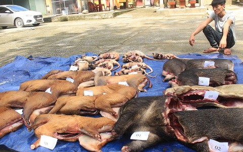 Bắt giữ đối tượng chở gần 2,6 tạ chồn, nhím, mang, heo rừng