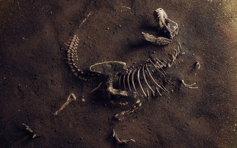 Nghiên cứu mới phát hiện khủng long T. Rex có thể lớn hơn 70% so với những gì chúng ta đã biết!