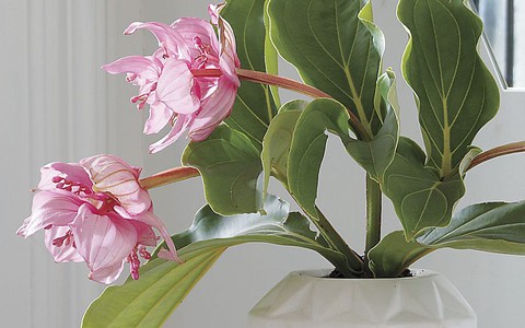 10 mẫu lọ hoa có thiết kế đặc biệt giúp không gian sống thêm cá tính
