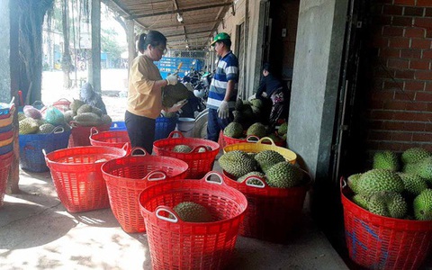 Giá trái cây miền Tây tăng gấp đôi