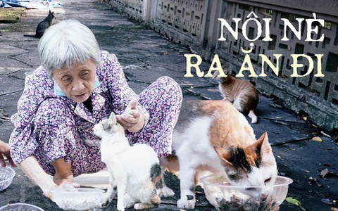 "Bà nội khùng" của đám mèo hoang ở Thảo Cầm Viên