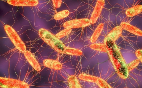 Vi khuẩn Salmonella lây qua đường nào?