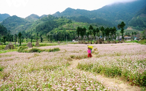 Cảnh giác với nạn lừa đảo "đặt phòng ảo" tại Đồng Văn, Hà Giang