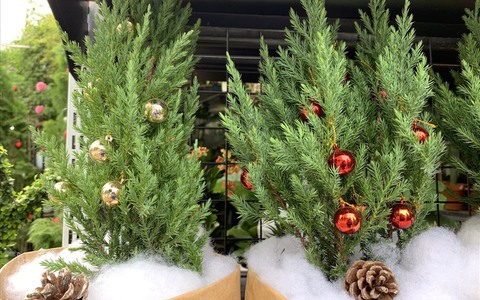 Thông tươi Noel giá mềm lên ngôi