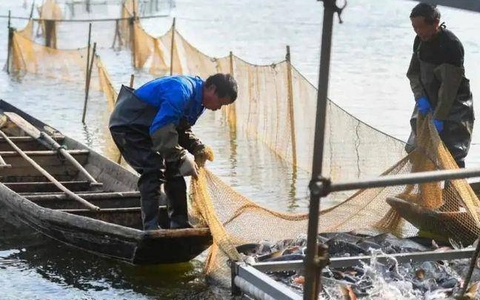 Cá sinh sôi dày đặc chỉ sau 2 năm, tại sao Trung Quốc vẫn tiếp tục kế hoạch 10 năm cấm đánh bắt ở sông Trường Giang?