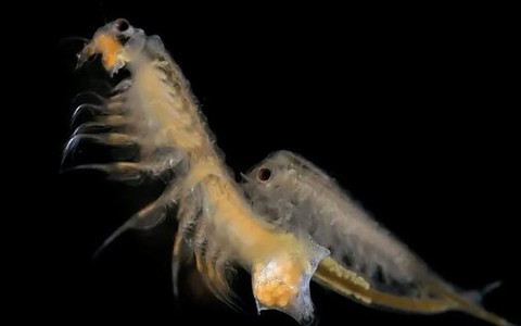 Artemia Salina: Sinh vật có thể tồn tại tới 10.000 năm