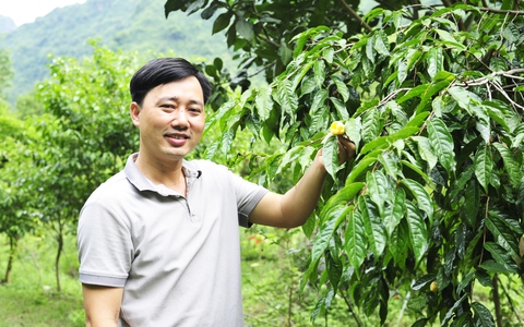 Chàng kỹ sư khám phá ra loài hoa "quý hơn vàng" bị lãng quên trong rừng