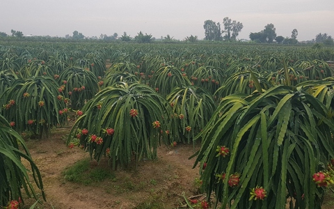 Cuối năm, giá trái thanh long ở Tiền Giang đạt mức kỉ lục, nhà vườn phấn khởi
