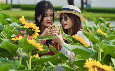 Người dân TP.HCM đổ xô đến vườn hoa hướng dương rộng 12.000 mét vuông vui chơi dịp Giáng sinh