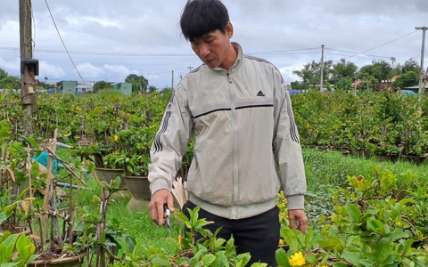 Mai 'cười', nông dân 'thủ phủ' mai vàng miền Trung khóc