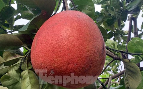 Khan hiếm bưởi khổng lồ làng Lâm ở Hải Phòng phục vụ Tết