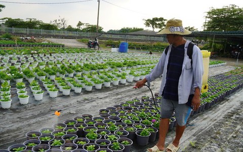 Làng hoa kiểng TPHCM tất bật chuẩn bị vụ Tết