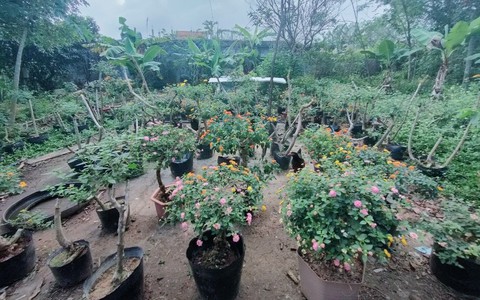 Người phụ nữ biến loài hoa "mọc dại" thành khu vườn rực rỡ, kiếm tiền triệu dịp Tết