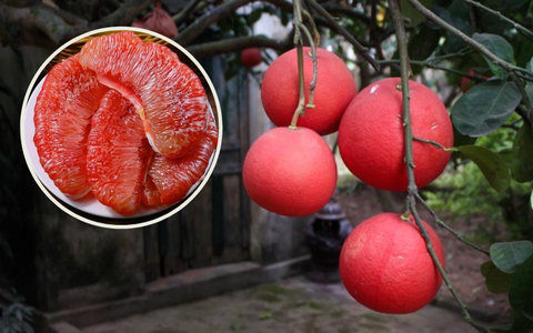 Bưởi Luận Văn - Đặc sản Thanh Hóa xưa chỉ dùng để tiến vua được "săn lùng" về biếu Tết