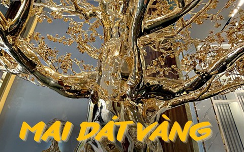 Cận cảnh 2 cây mai trị giá 11,5 tỷ đồng, vừa xác lập kỷ lục Việt Nam