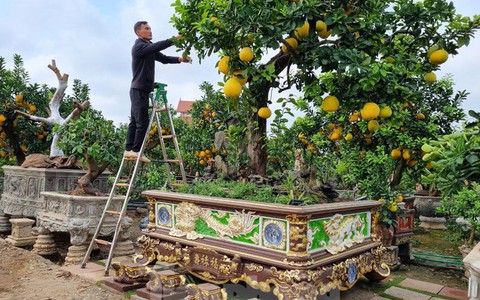Ngắm cây bưởi trăm tuổi có chậu dát vàng ở Hưng Yên, khách trả nửa tỷ đồng chưa bán