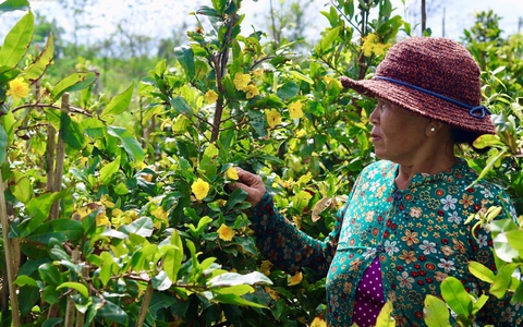 Mai vàng Bình Định bung nở rực rỡ trước Tết: Hoa "cười", người lo