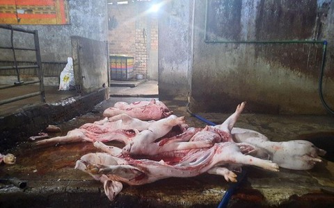 “Lên đời” heo chết ôi thối rồi tuồn ra thị trường