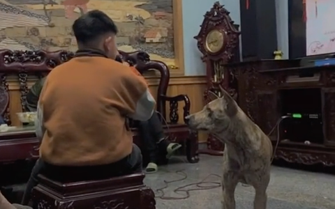Cả nhà méo mặt, cố nhịn cười khi nghe bé trai "phá hit" đúng ngày Tết, biểu cảm của chú chó cưng khiến dân mạng "cười muốn nội thương"
