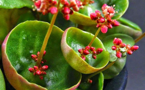 8 loại cây cảnh nhỏ nhưng có hình dáng vô cùng ấn tượng