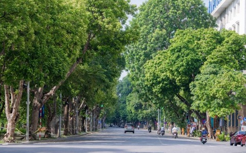 Hà Nội sẽ trồng trên 100.000 cây xanh dịp Xuân Nhâm Dần