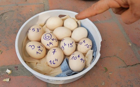 Kỳ lạ gà chọi đẻ 7 quả trứng một ngày, dân nóng ruột giục đi siêu âm